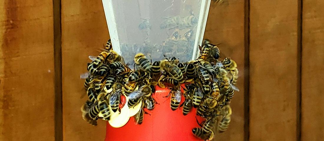 dokarmianie pszczół