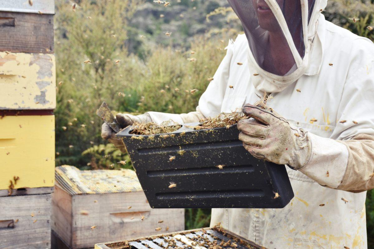 karmieniem pszczół