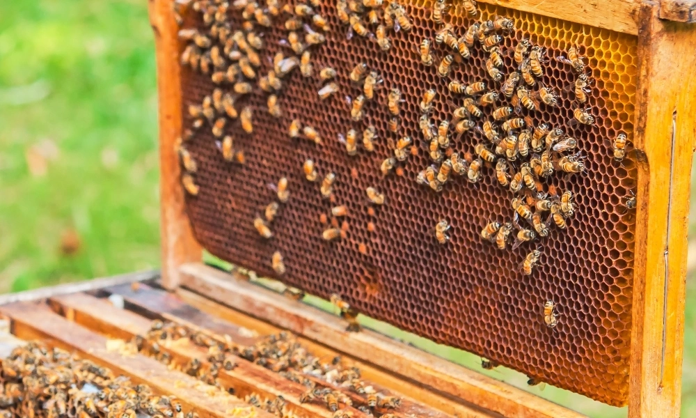 HMF w pokarmie dla pszczół