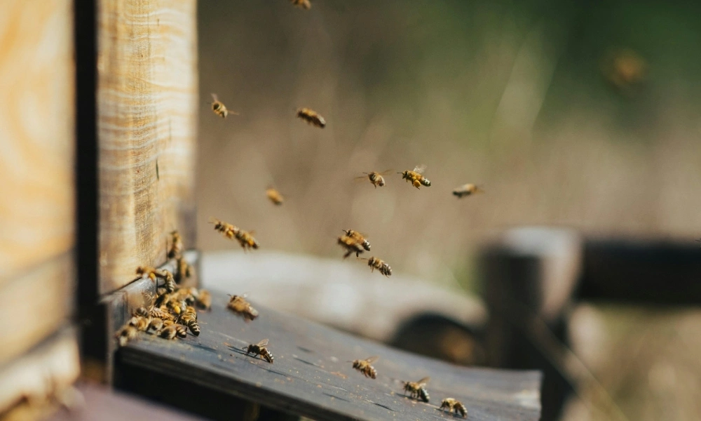ciało tłuszczowe pszczoły a jesienne karmienie