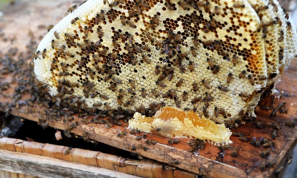 przechowywanie syropu i ciasta pszczelego