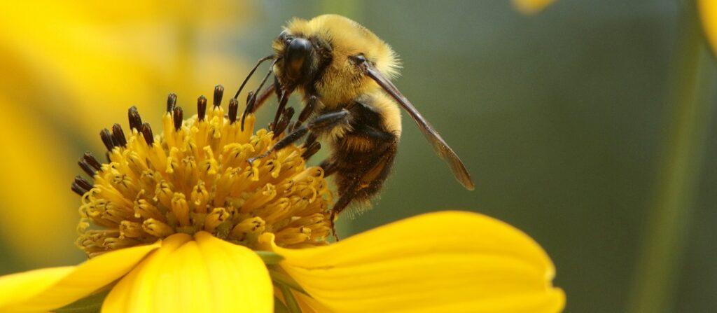 Karmienie pszczół – co powinieneś wiedzieć?