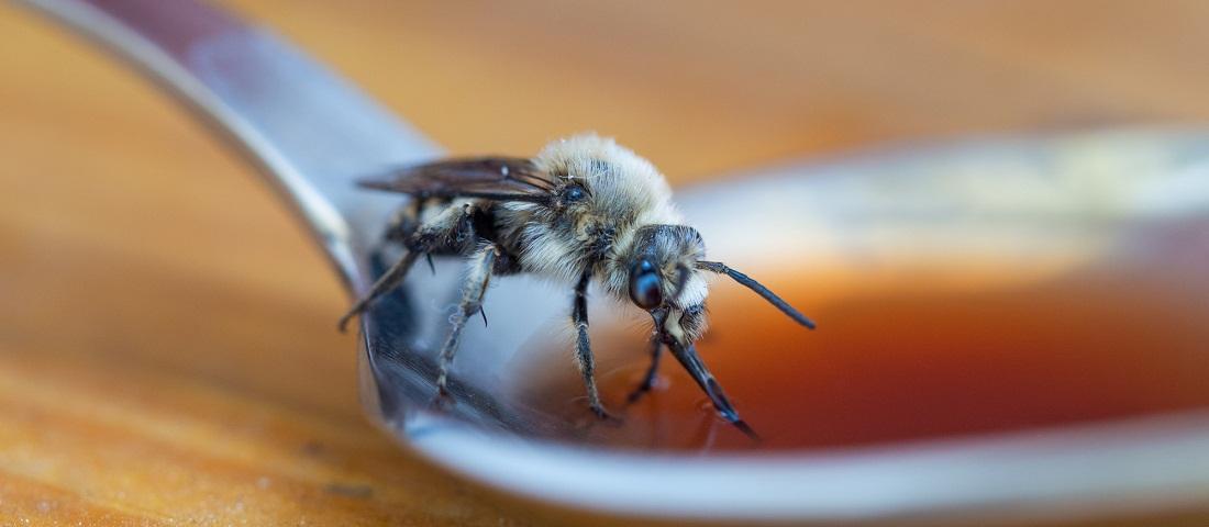 pszczoła pije syrop