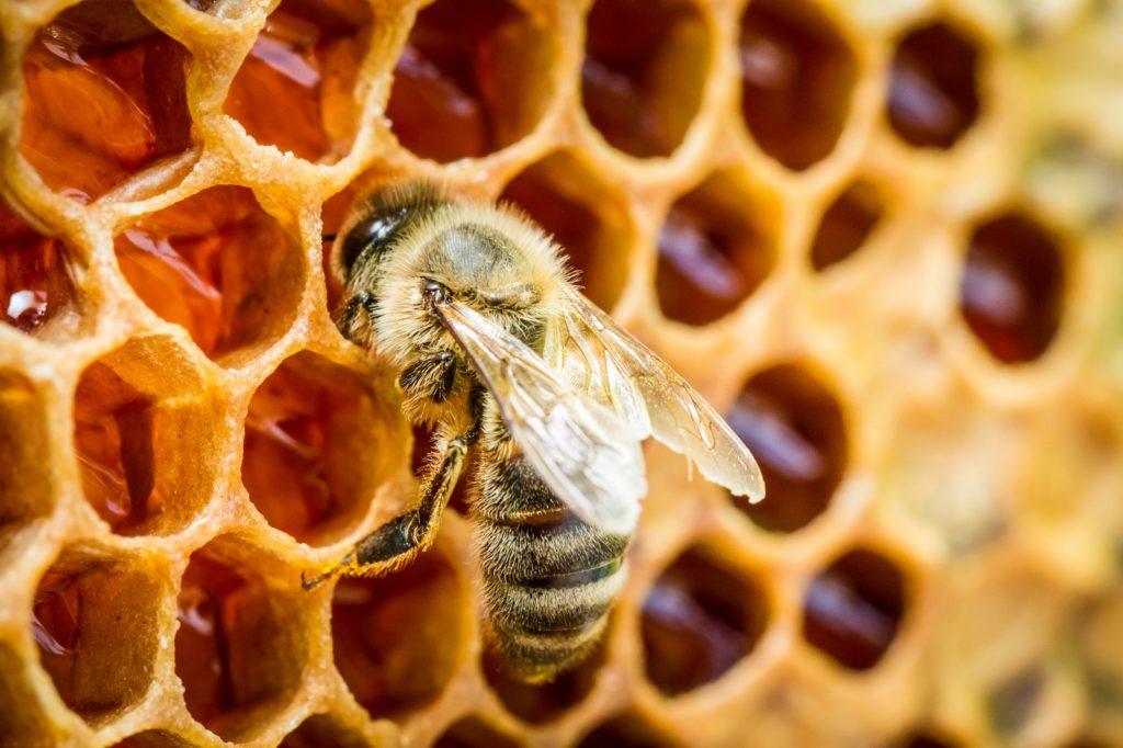 Dlaczego należy dokarmiać pszczoły?