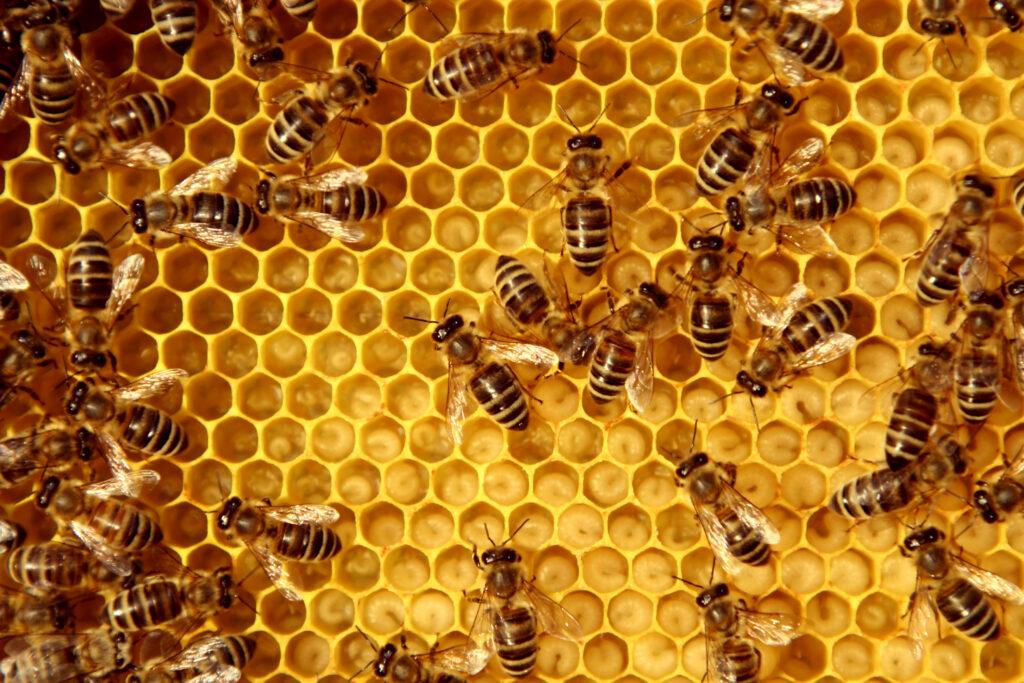 Jak wybrać wysokogatunkowy pokarm dla pszczół?