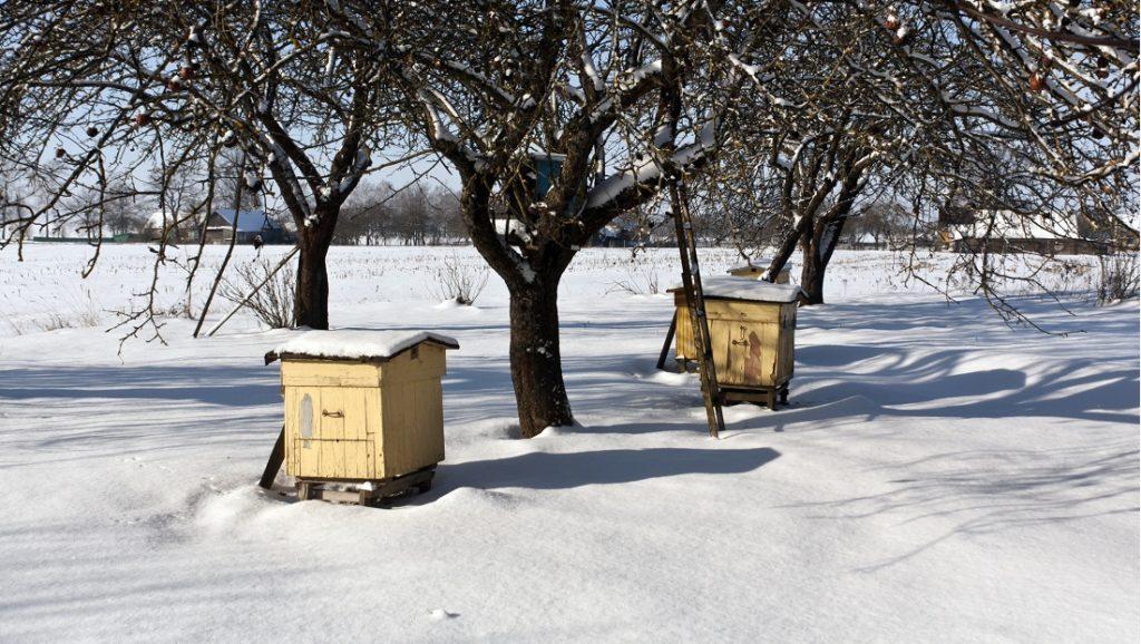 Karmienie pszczół na zimę. Porady i sugestie